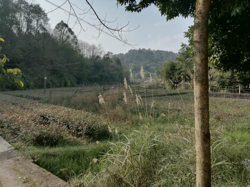 巴南安澜镇200亩文旅项目，有50多亩鱼塘，100多亩树