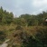 巴南安澜镇200亩文旅项目，有50多亩鱼塘，100多亩树