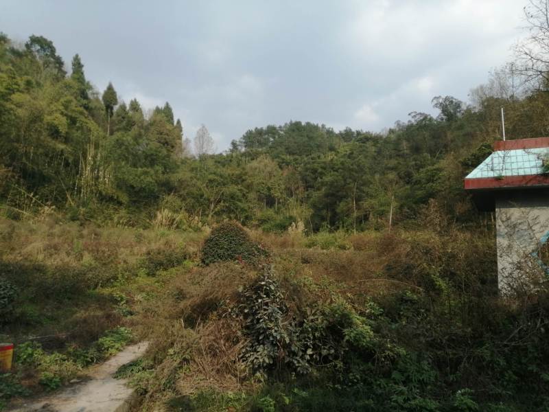 巴南安澜镇200亩文旅项目，有50多亩鱼塘，100多亩树
