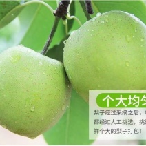 膜袋皇冠梨纸袋皇冠梨河北皇冠梨一手货源质优价廉