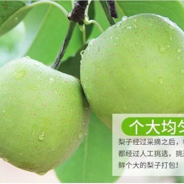 膜袋皇冠梨纸袋皇冠梨河北皇冠梨一手货源质优价廉
