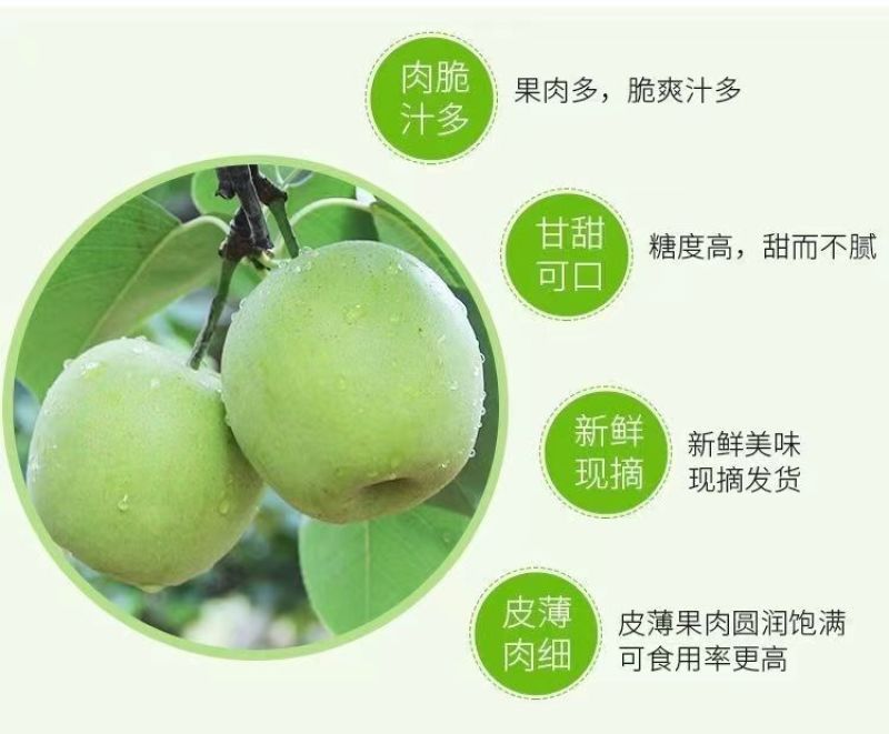 河北皇冠梨、新梨七号大量上市中可支持视频看货