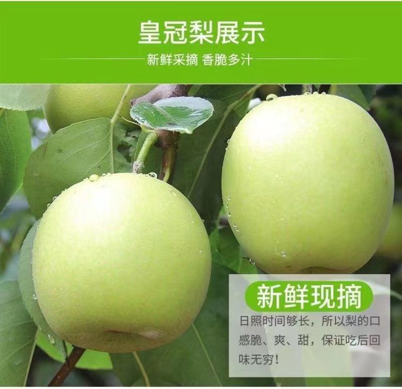 河北皇冠梨、新梨七号大量上市中可支持视频看货