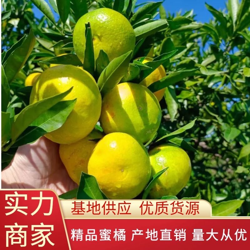 【推荐】早熟柑桔无核蜜橘专业代办诚信为首口感皮毛特别好