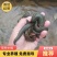 菲牛蛭2代母种水蛭，代孕率高，技术指导，上门回收。