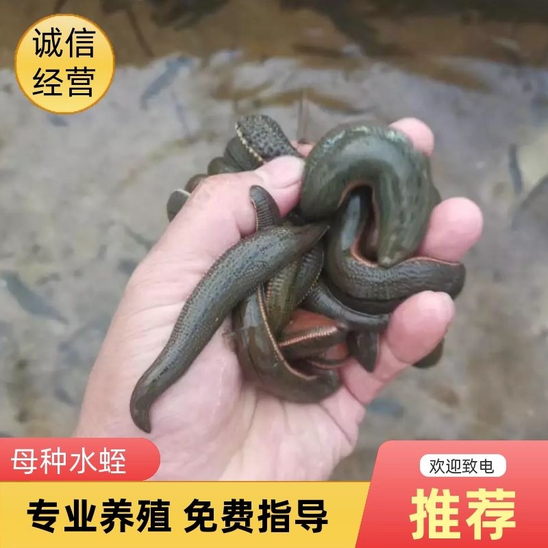 菲牛蛭2代母种水蛭，代孕率高，技术指导，上门回收。