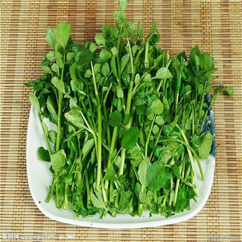 豆瓣菜种子做沙拉西洋菜种子水田芥高产保健蔬菜四季
