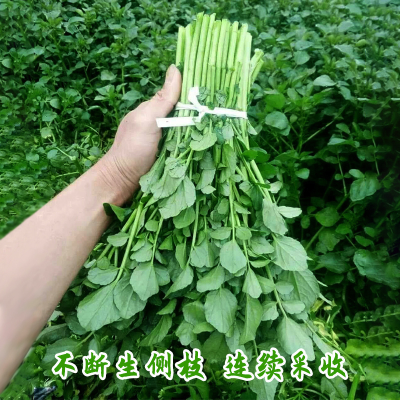 豆瓣菜种子做沙拉西洋菜种子水田芥高产保健蔬菜四季