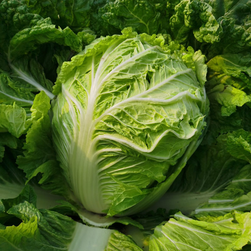 日本进口夏阳50天大白菜种子抗热珍宝白菜籽抗病夏季耐热大