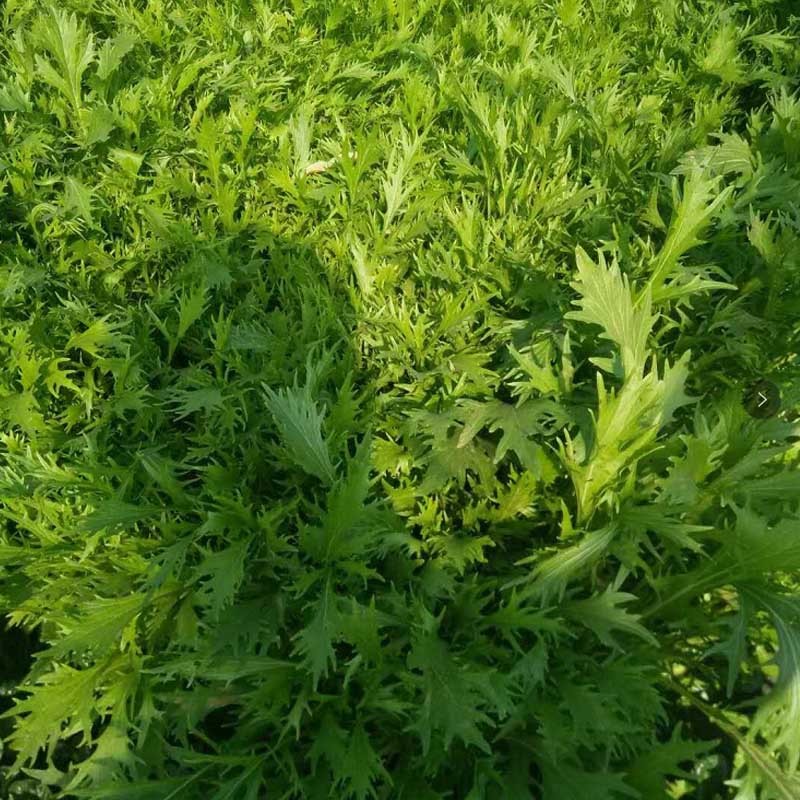 白梗千筋京水菜种子日本引进京水菜种子耐寒耐抽薹春秋蔬
