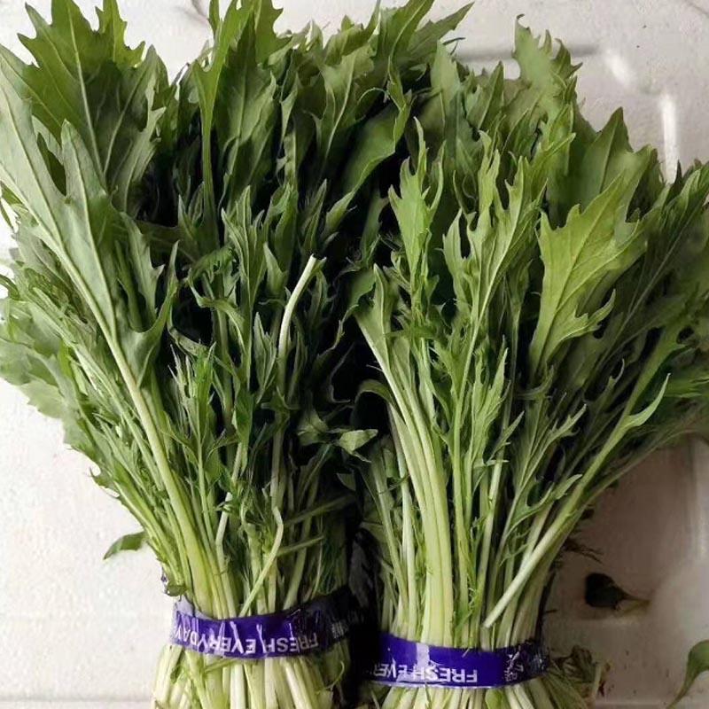 白梗千筋京水菜种子日本引进京水菜种子耐寒耐抽薹春秋蔬