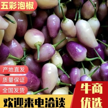 亮丽七彩椒，泡椒鸡心辣椒产地直供，质量保证，欢迎进店联系