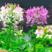 醉蝶花种子四季易种活阳台绿植盆栽庭院花卉种子花种孑醉蝶花