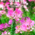 醉蝶花种子四季易种活阳台绿植盆栽庭院花卉种子花种孑醉蝶花