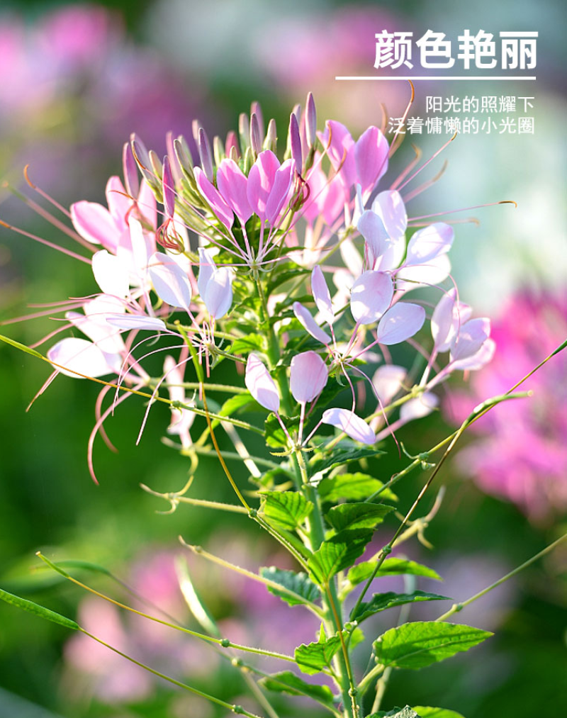 醉蝶花种子四季易种活阳台绿植盆栽庭院花卉种子花种孑醉蝶花