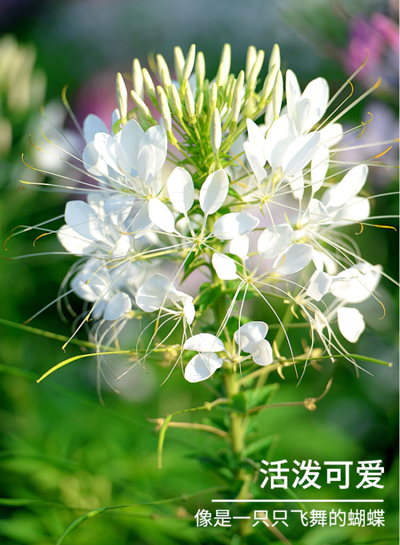 醉蝶花种子四季易种活阳台绿植盆栽庭院花卉种子花种孑醉蝶花