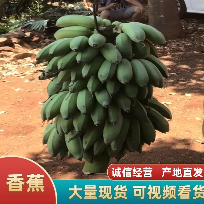 湛江徐闻香蕉产地直销品质保证诚信代办