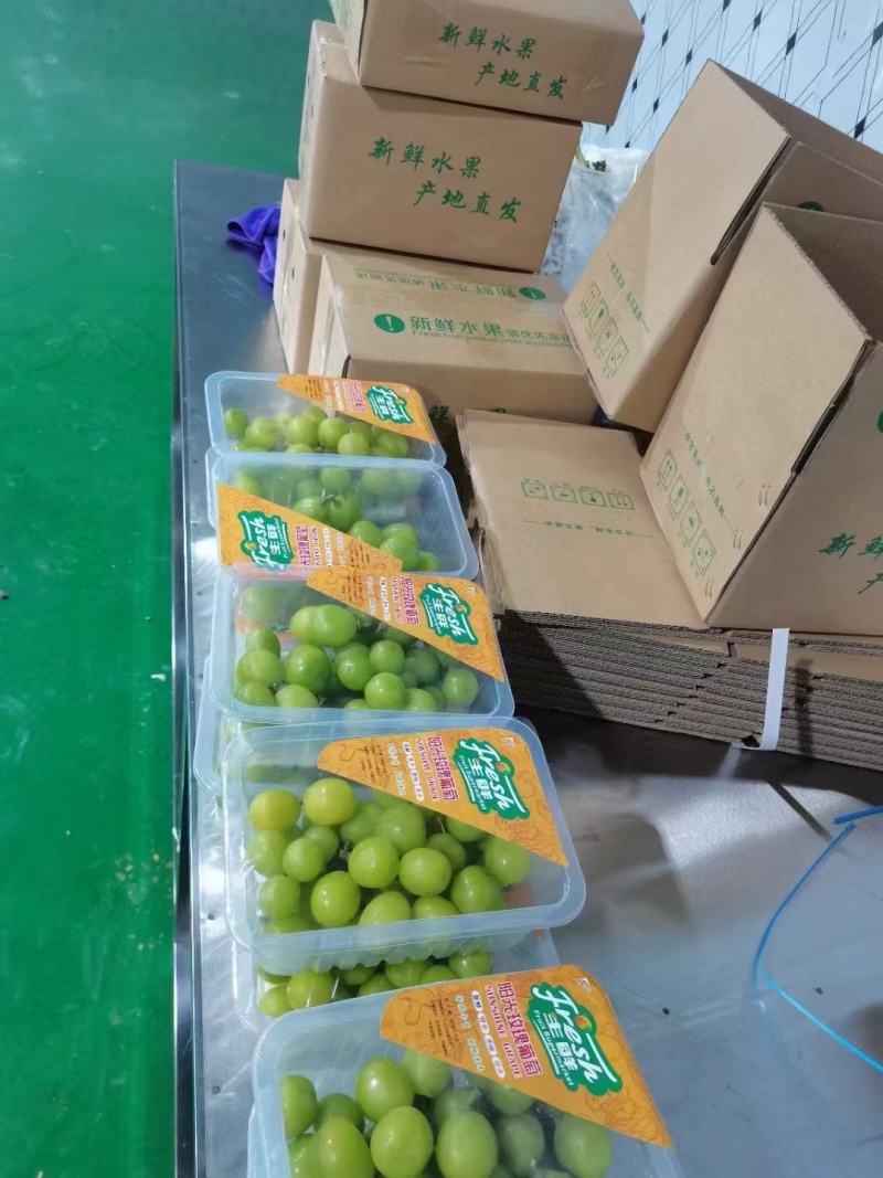 【精品】湖南阳光玫瑰产地直销一手货源欢迎联系咨询