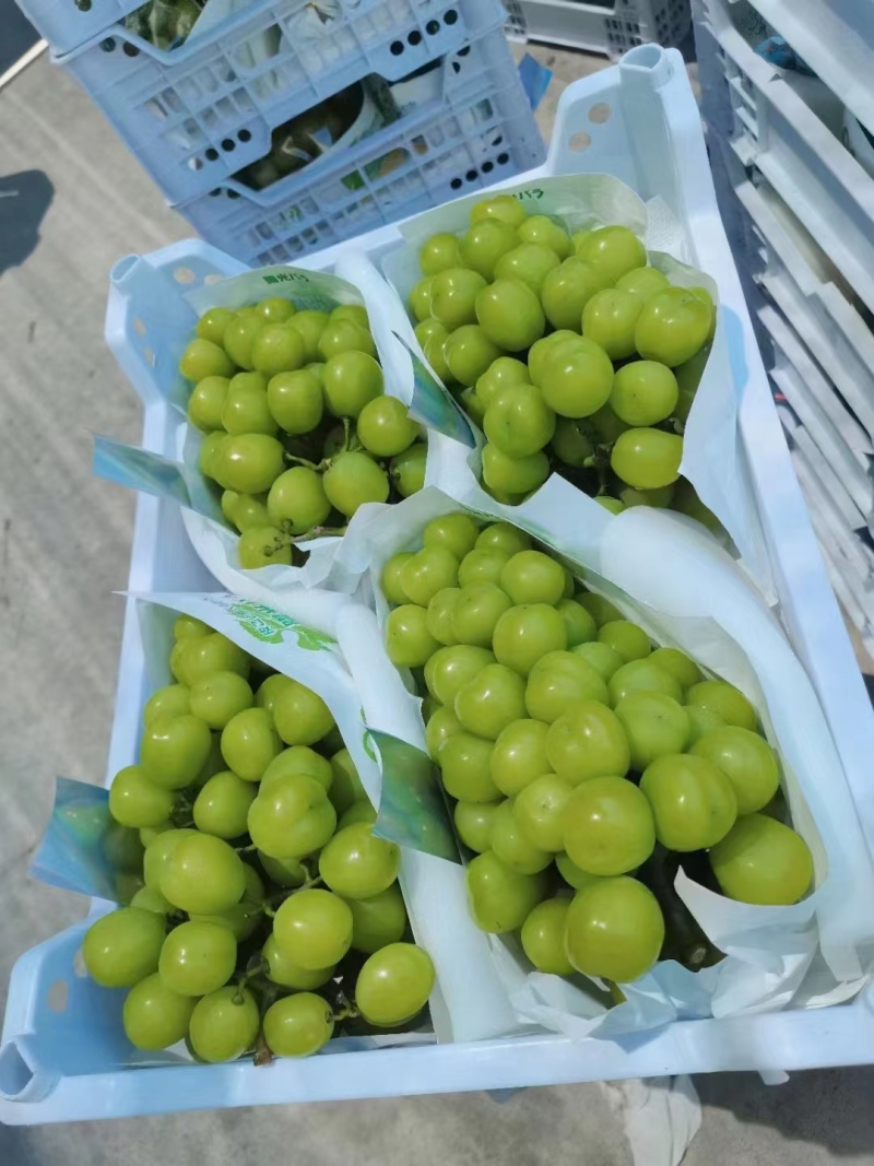 【精品】湖南阳光玫瑰产地直销一手货源欢迎联系咨询