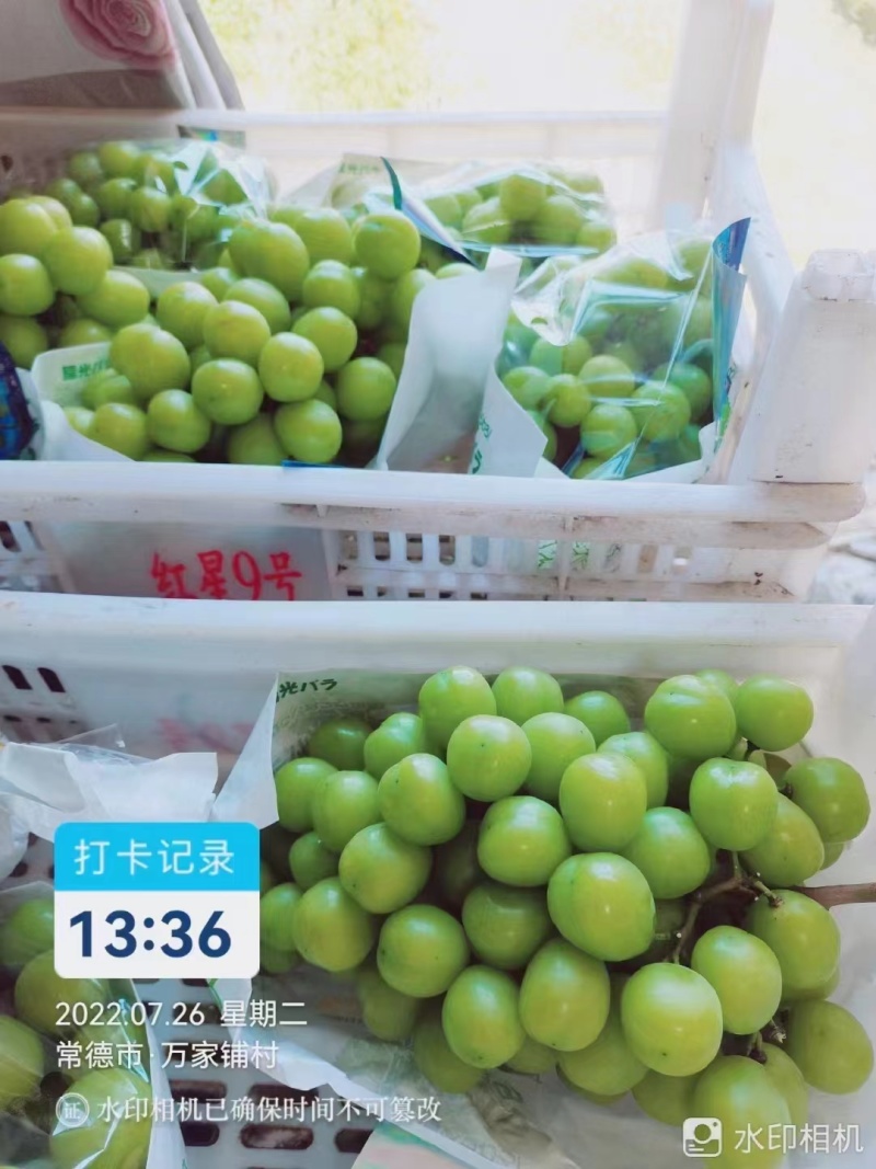 【精品】湖南阳光玫瑰产地直销一手货源欢迎联系咨询