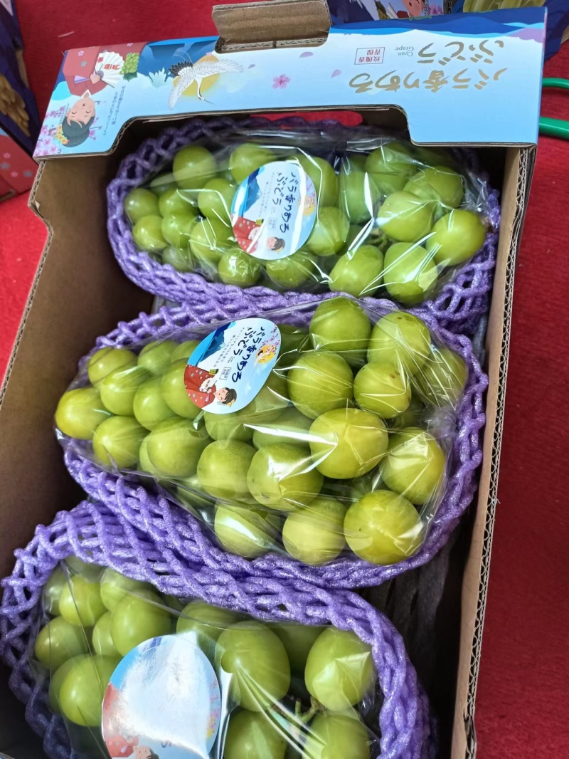 【精品】湖南阳光玫瑰产地直销一手货源欢迎联系咨询
