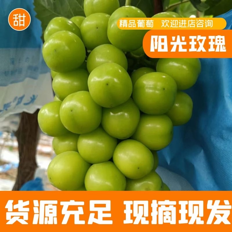 【精品】湖南阳光玫瑰产地直销一手货源欢迎联系咨询