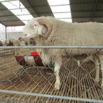 活羊小尾寒羊怀孕母羊手续齐全厂家直供免费送货