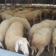 湖羊纯种湖羊手续齐全厂家直供免费送货买10送1