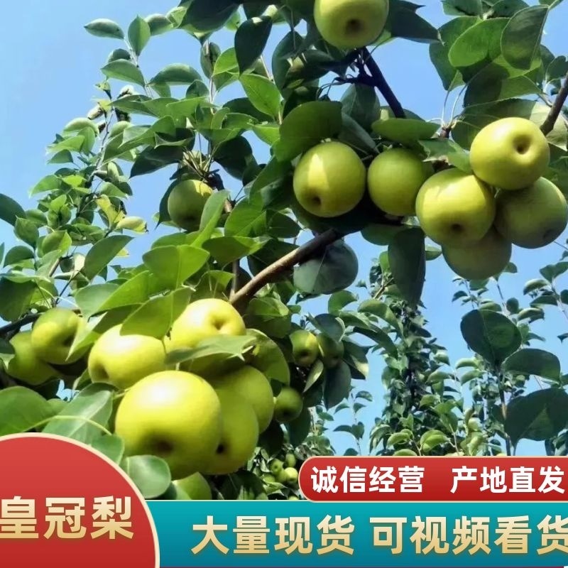 河北泊头膜袋皇冠梨、膜袋鸭梨、水晶鸭梨大量供应