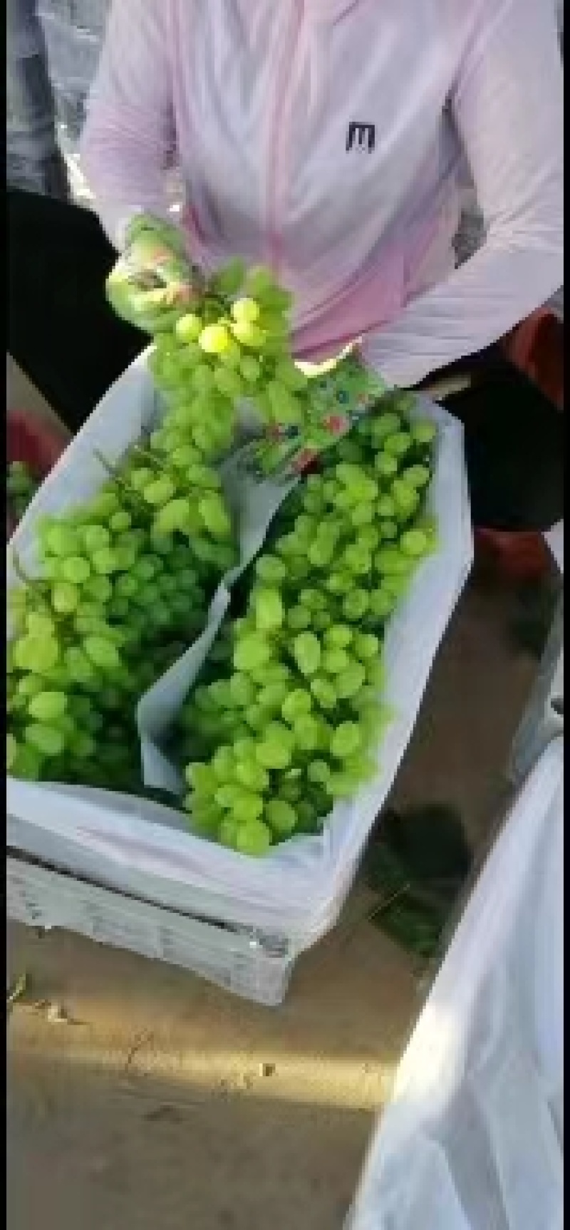 葡萄，维多利亚葡萄大量上市，颗粒大，果面干净，糖度高