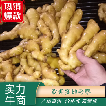 沙地大黄姜，小黄姜，水洗姜，风干姜，姜把，姜母，姜种！