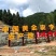 韶关粤北九峰山黄金奈李一手货源视频看货品质保证以质论价