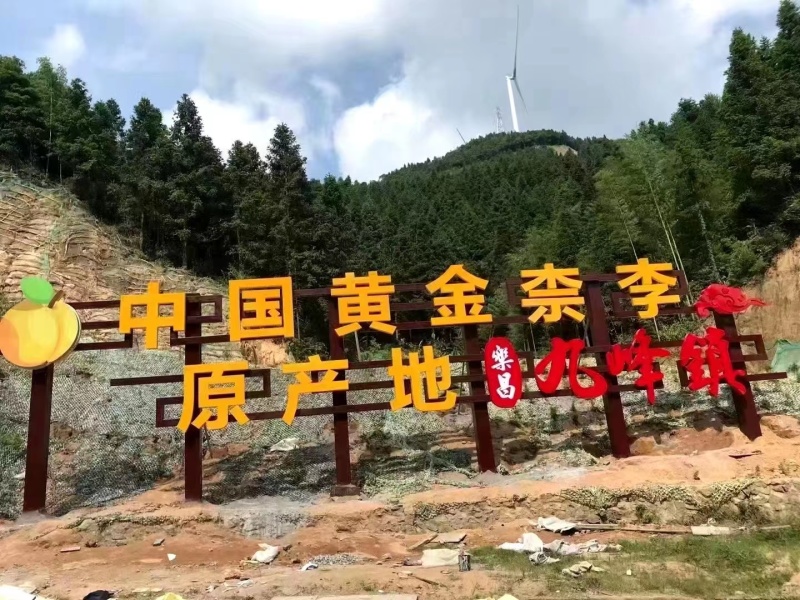 韶关粤北九峰山黄金奈李一手货源视频看货品质保证以质论价