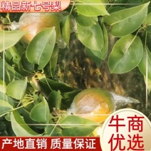 【热销】新梨七号大量供应，质量好价格优，货源充足欢迎选购