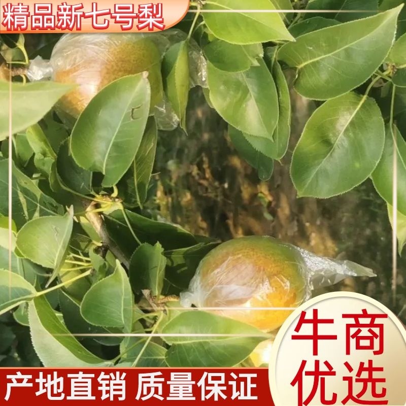 【热销】新梨七号大量供应，质量好价格优，货源充足欢迎选购