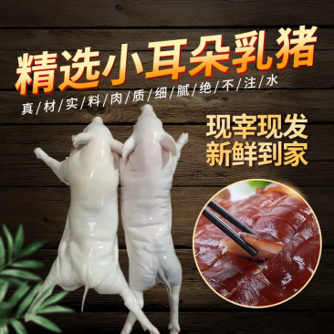 【热卖】乳猪，小耳朵乳猪，脆皮乳猪，香乳猪