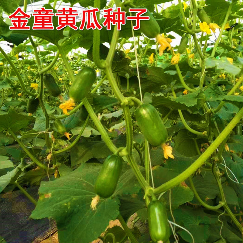 金童黄瓜种子亮绿皮无刺早熟节节有瓜春秋栽培露地