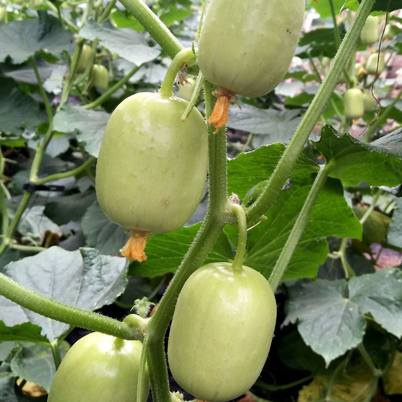 玉女黄瓜种子白色早熟节节有瓜清脆爽口无刺果皮光滑