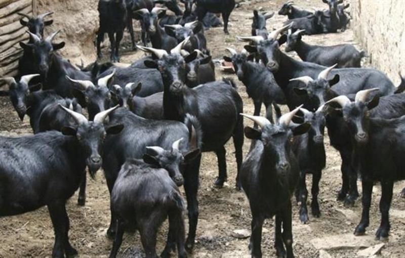 黑山羊黑山羊种羊手续齐全厂家直供免费送货买101