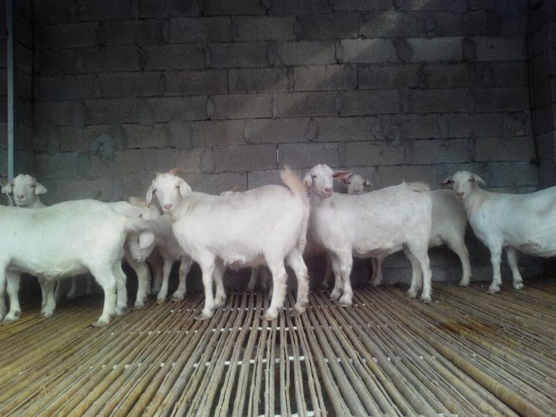 美国白山羊怀孕母羊手续齐全厂家直供免费送货