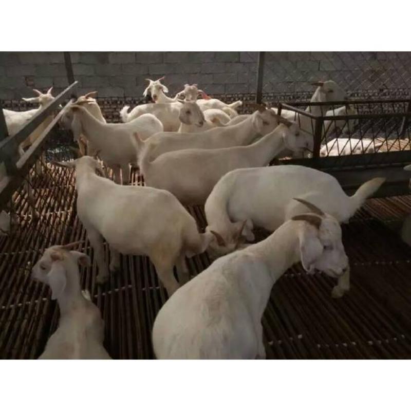 美国白山羊怀孕母羊手续齐全厂家直供免费送货