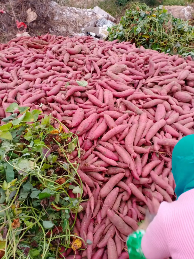 红薯，六鳌红蜜薯，西瓜红现挖现发一手货源