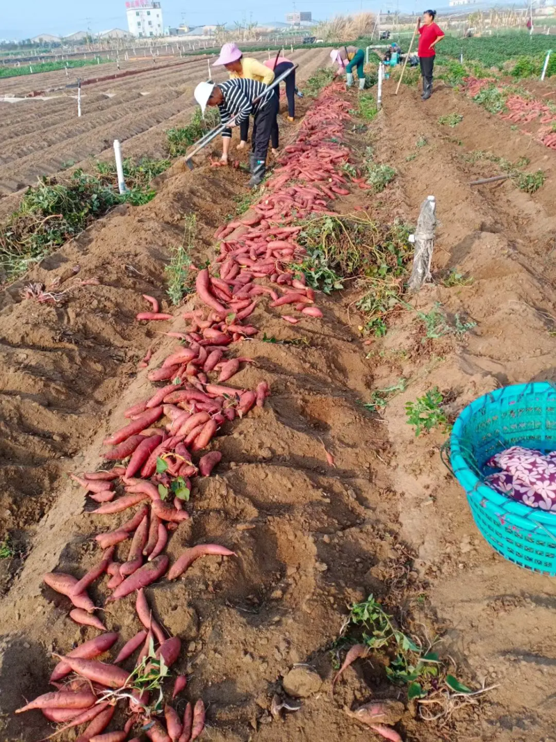 红薯，六鳌红蜜薯，西瓜红现挖现发一手货源
