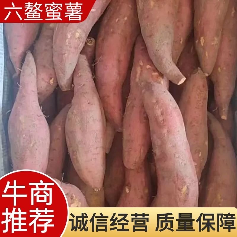 红薯，六鳌红蜜薯，西瓜红现挖现发一手货源