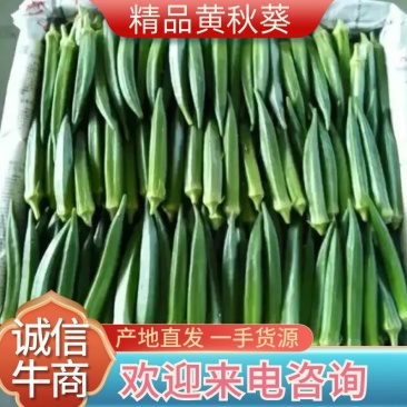黄秋葵，蔬菜黄秋癸现摘现发一手货源
