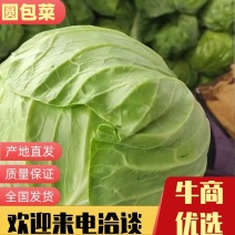 包菜精品包菜大量有货量大从优一手货源诚信