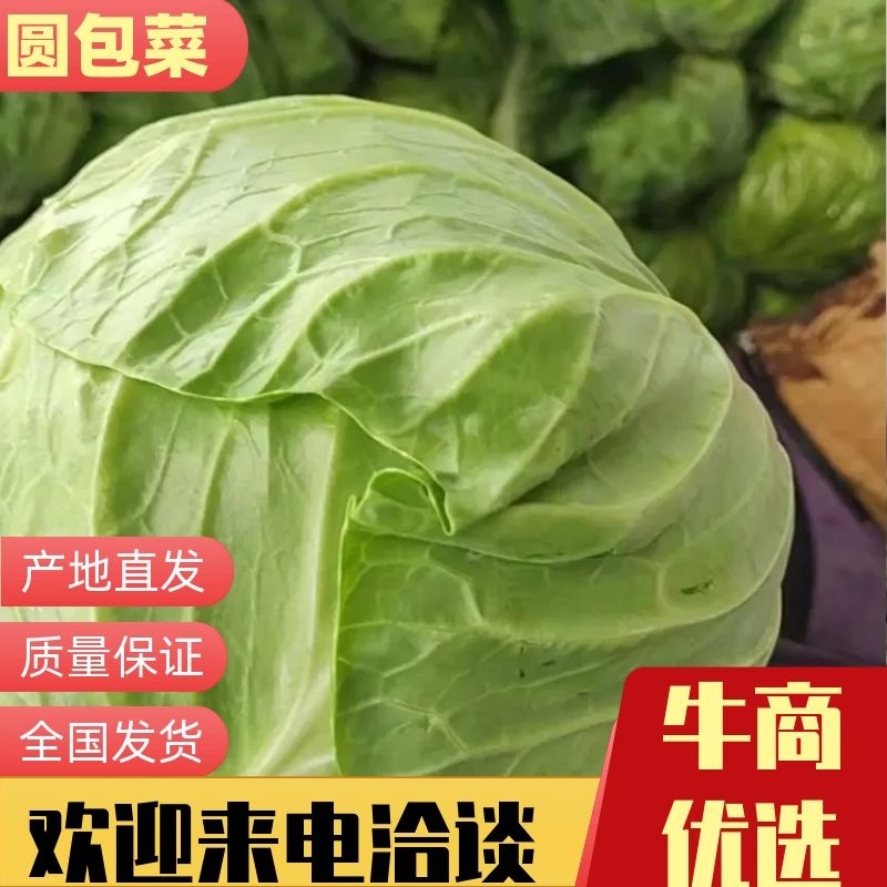 包菜精品包菜大量有货量大从优一手货源诚信
