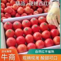 西红柿番茄精品粉果，产地一手货源，量大从优电联洽谈