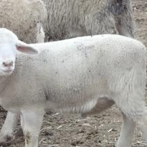 澳洲白绵羊怀孕母羊手续齐全厂家直供免费送货