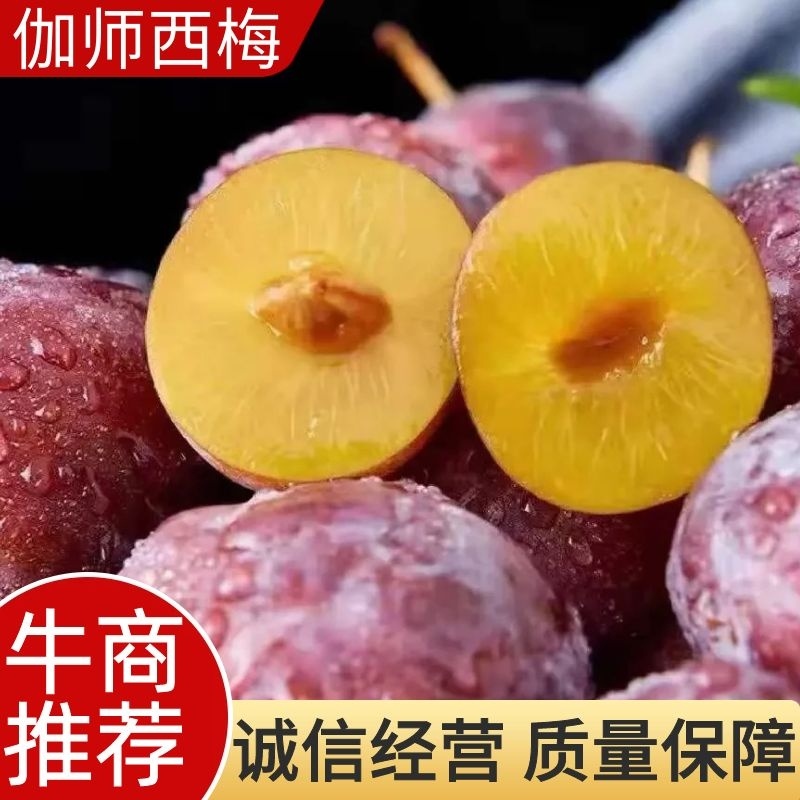 【精选】伽师法兰西小西梅产地直发，保质保量，可视频看货